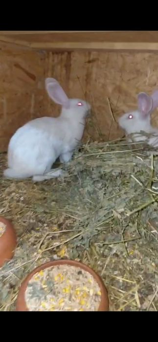 Iepuri hycole francez