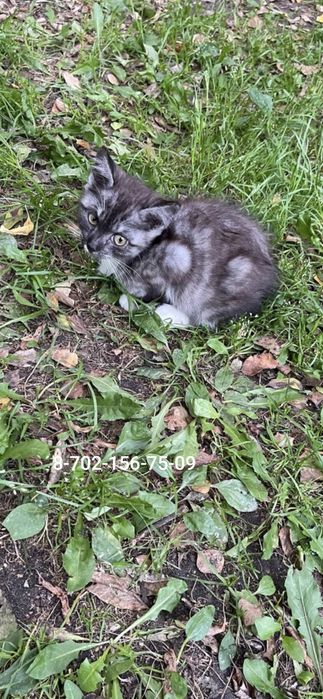 Котята очень ждут добрую семью