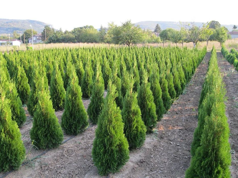 Туя смарагд в Алматы