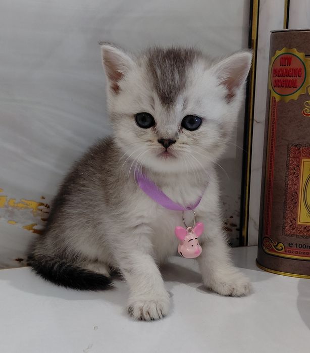 Серебристые шиншиллы