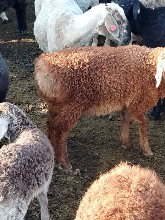 Продам баран курдючной породы