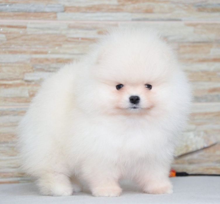 Fetita pomeranian mini/toy!