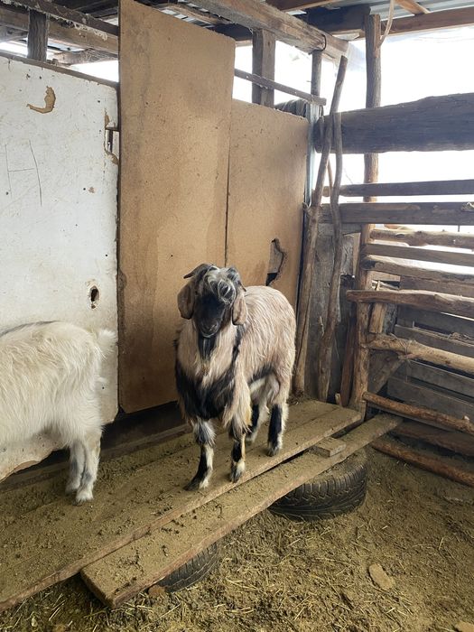 Баран коза козлы