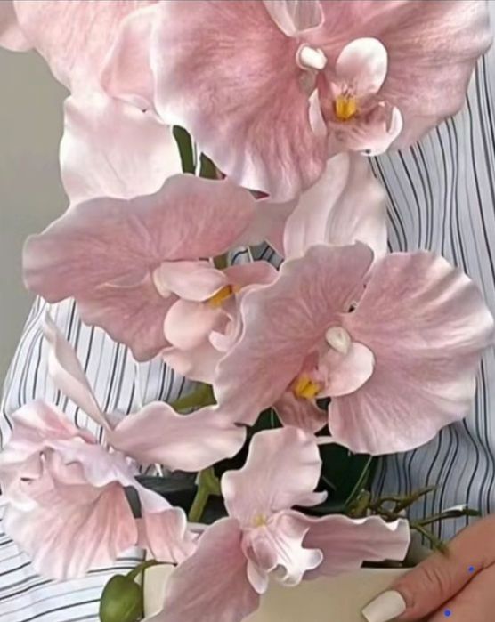 Орхидея       Орхидея