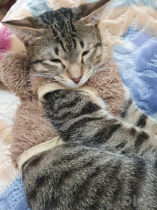котенок в добрые руки