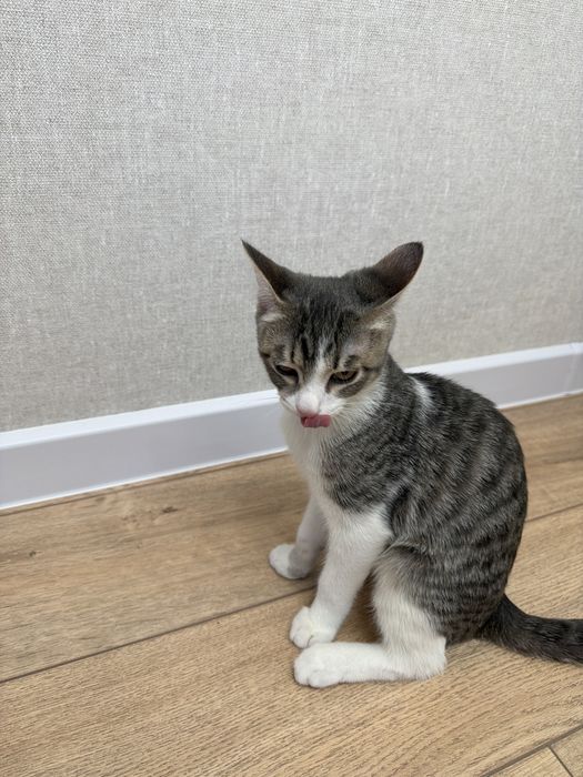 Котенок мальчик, игривый, отдам в добрые руки