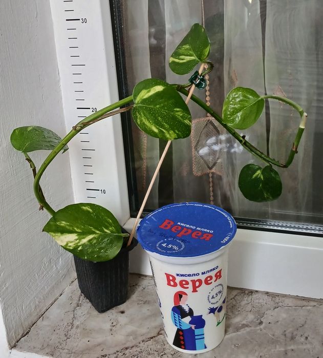 Дяволски бръшлян/епипремнум/ Цвете на парите