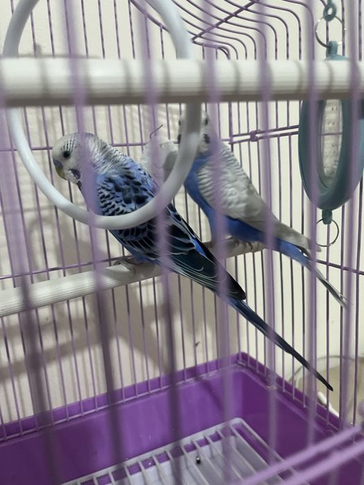 Попугай волнистый