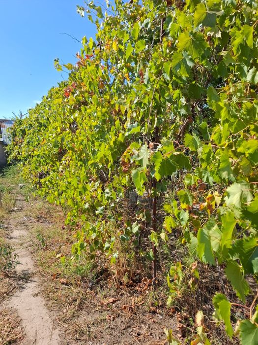 De vanzare casa bună locuibila Independenta