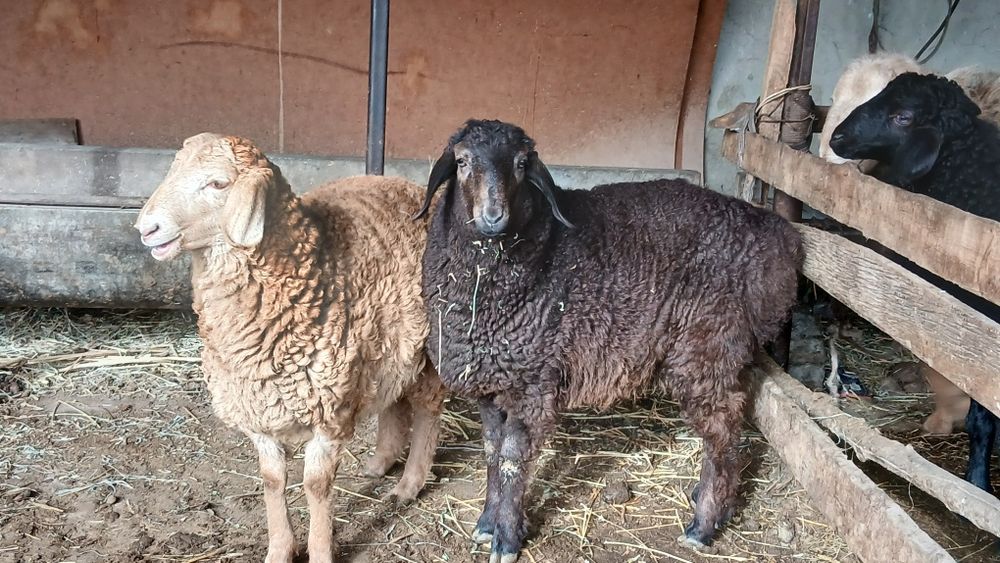 Zotdor qoʻzilar sotiladi 2dona