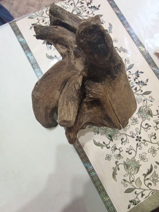 Продам карягу аквариумную