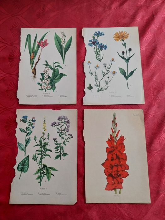 Colecție de planșe botanice și zoologice Vintage.