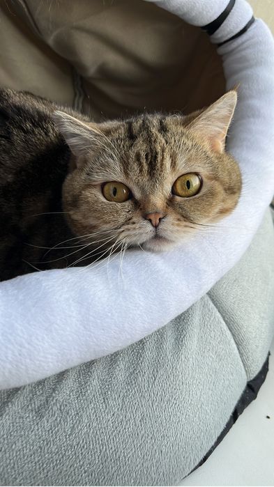 Кот ищет подругу, вязка