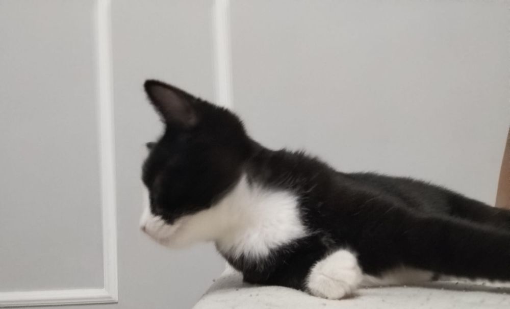 Котёнок Джоли ищет семью