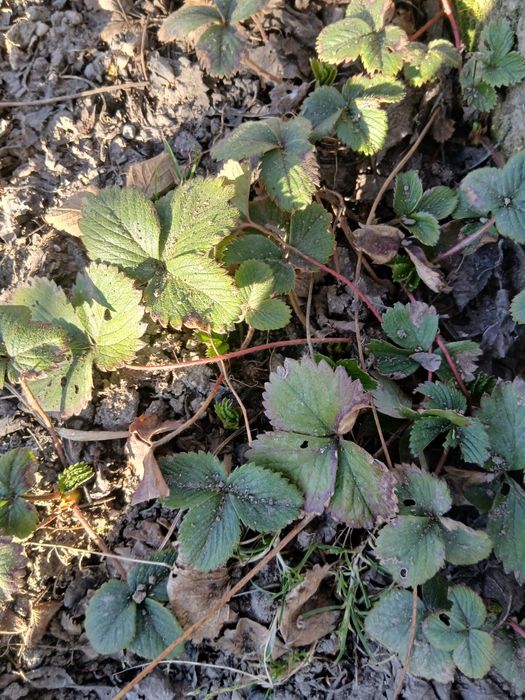 Staloni căpșuni  mari și  aromate