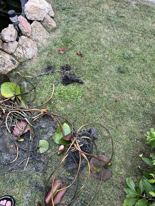 Розова Водна лилия