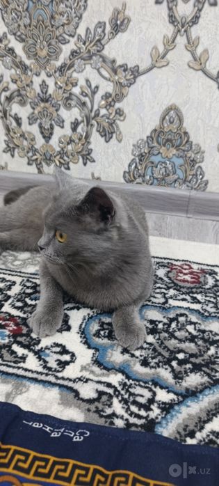British gray fold mushugi sotiladi