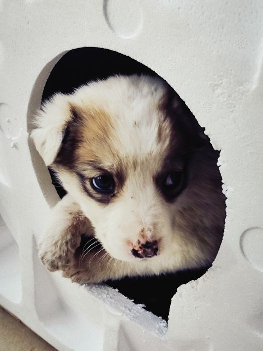 Кучукча топиб олдим, мехрибон инсонларга бераман