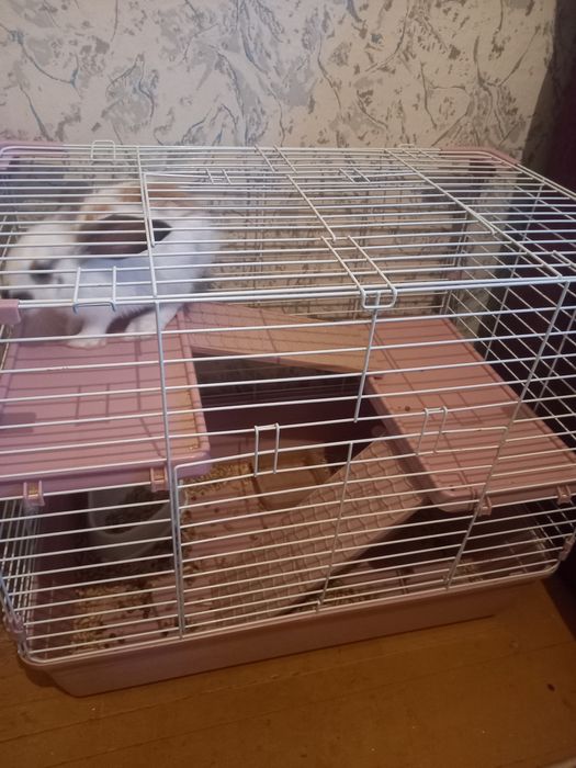 Кролик с клеткой