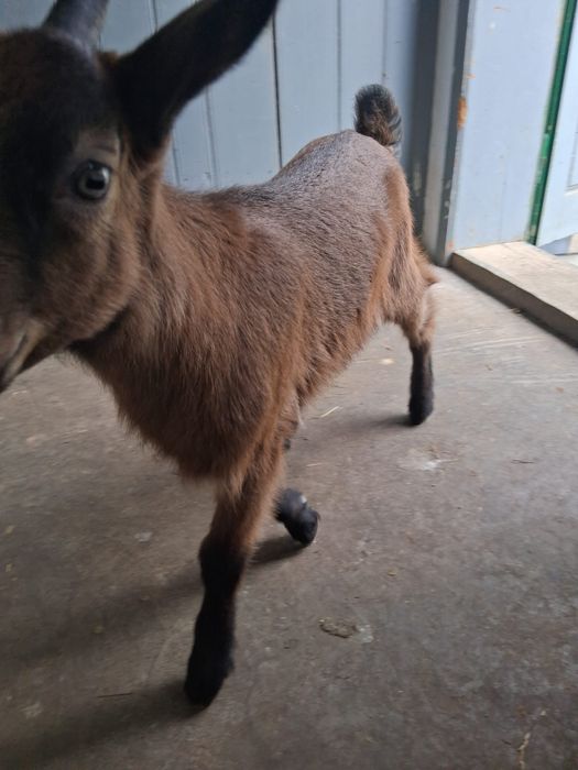 Țap țapusor de vanzare