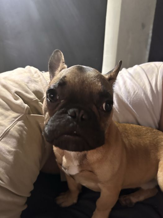 Продам бульдога