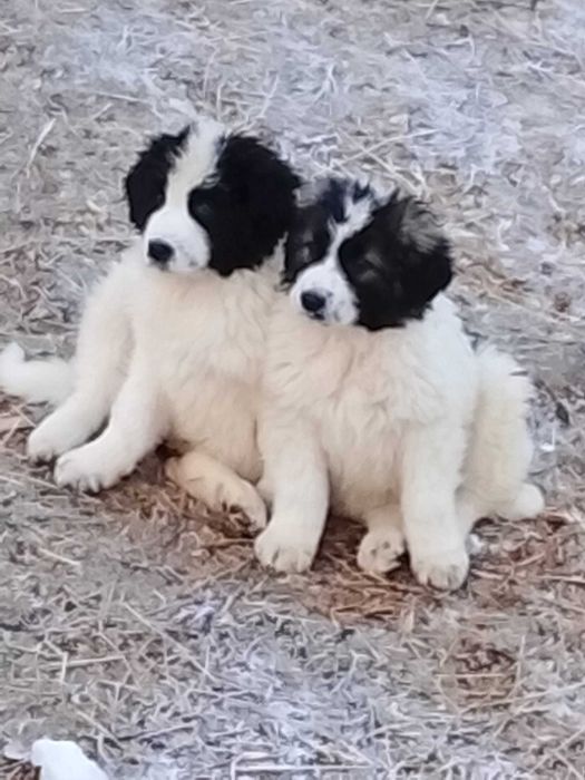 Catei ciobănești de talie mare
