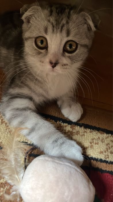 Отдам котят в добрые руки