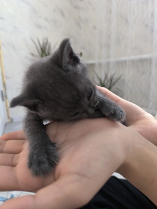 Милые котята в добрые руки