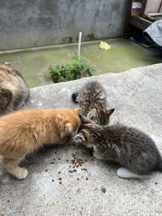 Домашние котята 3 месяца, отдам в хорошие руки