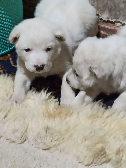 Шеночки алабаев чистокровные