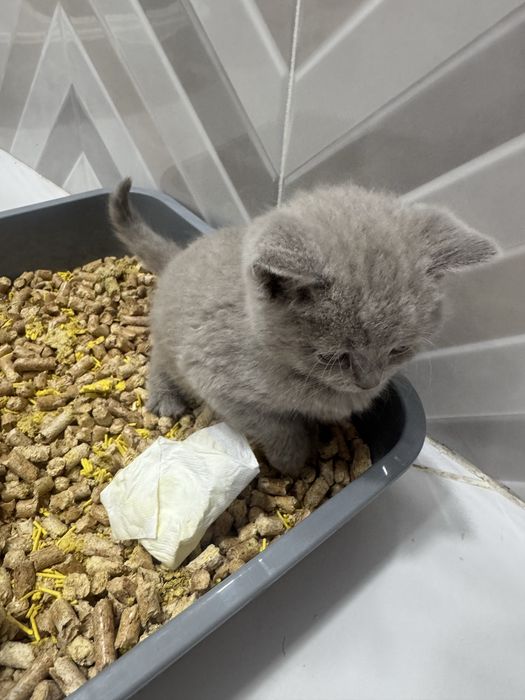 Британка котенок