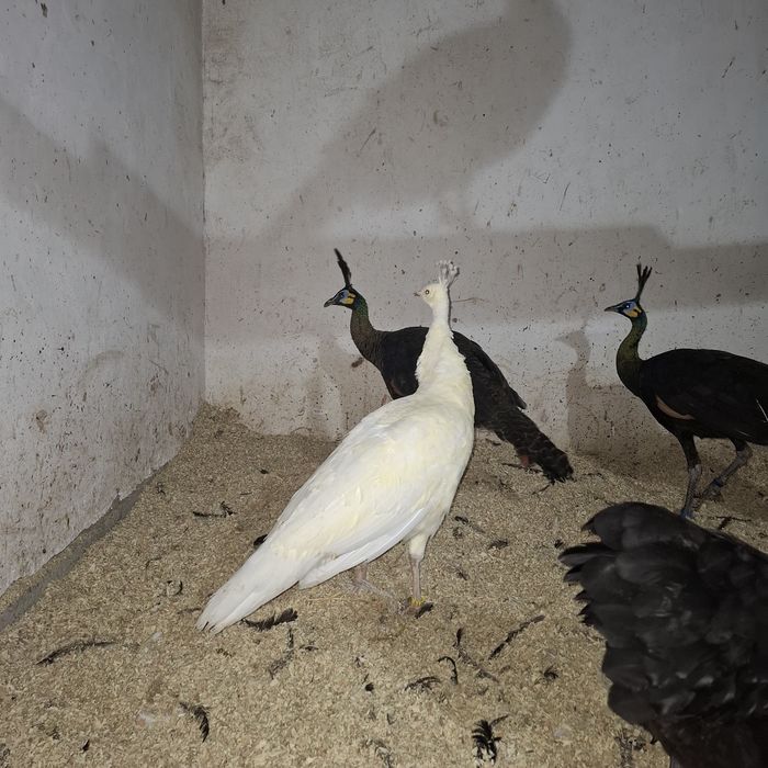 Paunite adulte, exemplare deosebite.