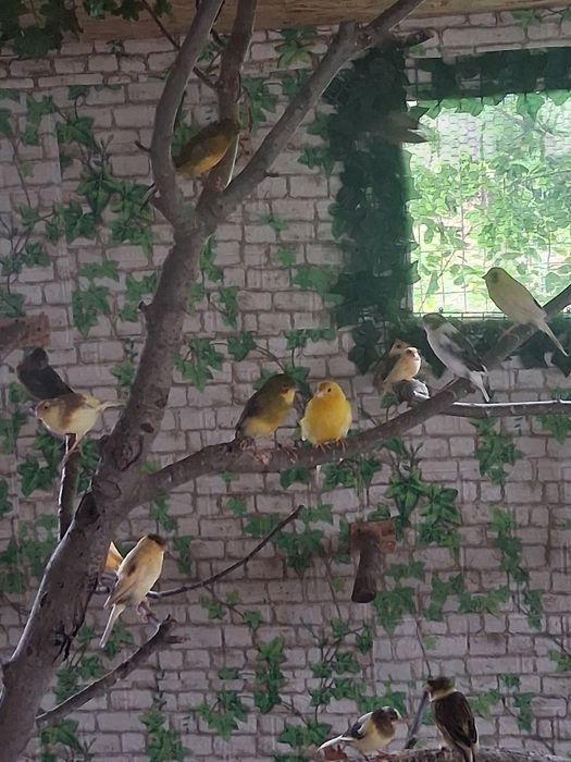 Vând canari care canta