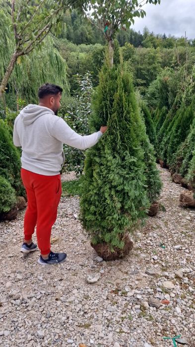 Tuia smaragd 2m calitate Extra