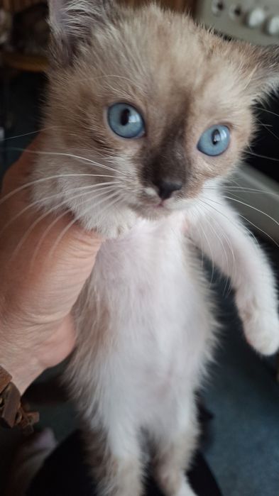 Отдам Маму и котят есть 4 котенка