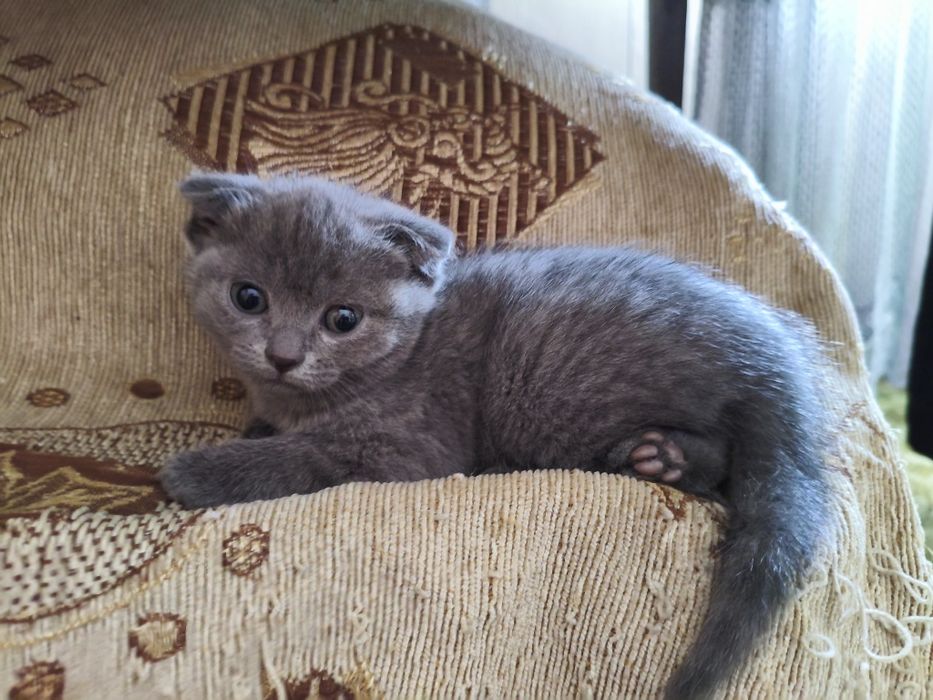 Котята шотландцы веслоухие