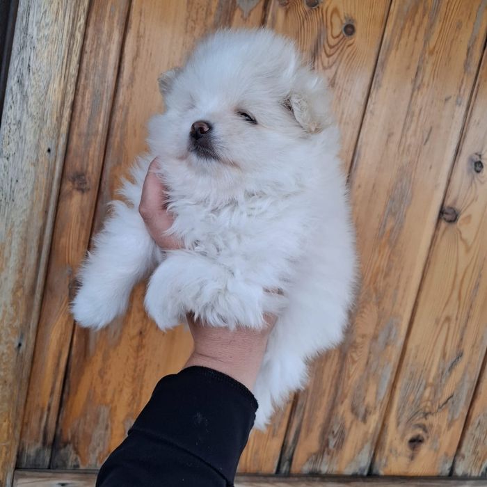 Щеночки шпица милые щенки