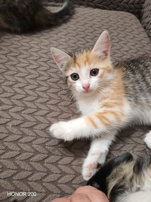 Отдам котёнка в добрые руки