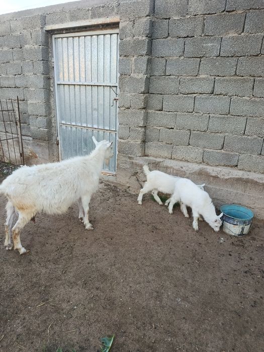 Ешкы,коза зайнин