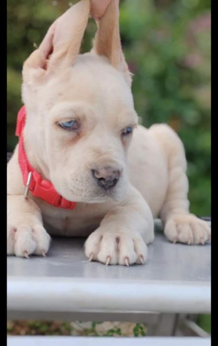 Cane Corso disponibil