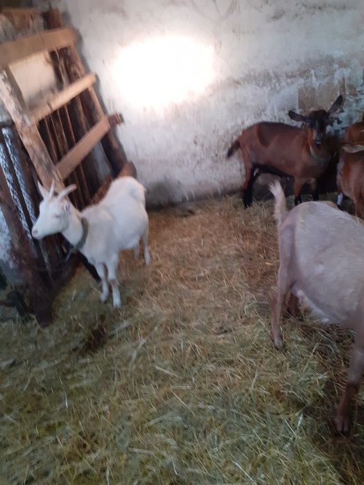 Capre alpine  de lapte selectate