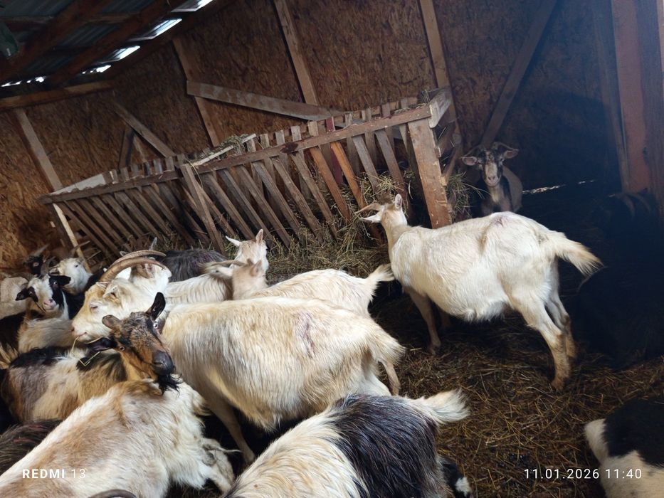 Schimb 60 capre pe 80 oi