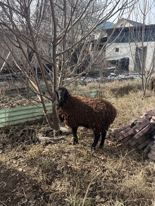 тоқтылар сатылады