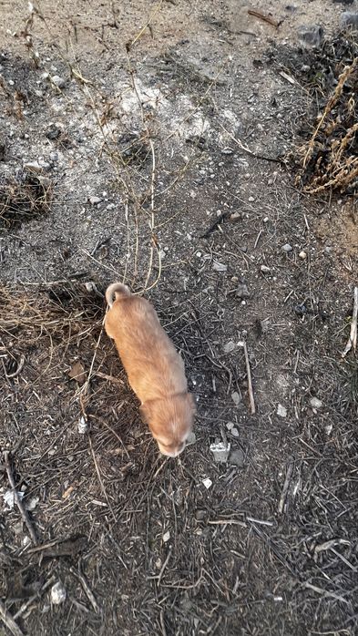 Отдам бесплатно щенят