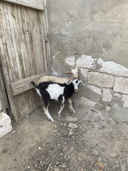 Алпи ешкі лағымен бірге сатлады