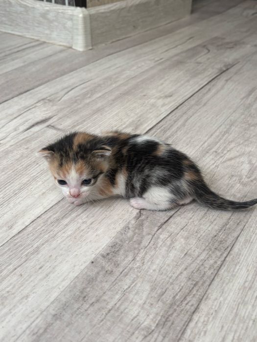 Отдам котенка девочку