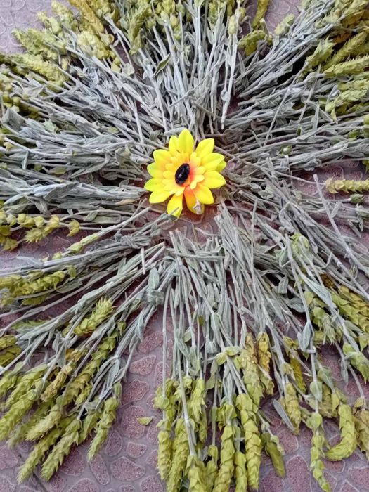 Мурсалски  чай на едро  и дребно