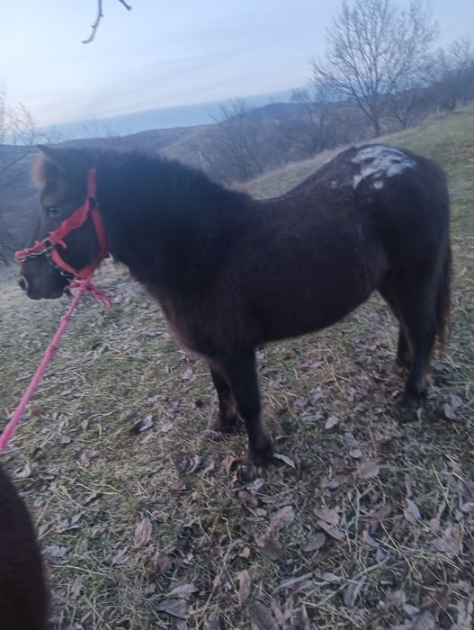 Ponei,3 femele și 1 mascul