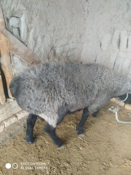 Қўчқор барра сотилади