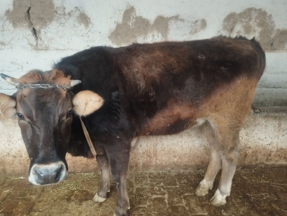 Иккита мол сотилади